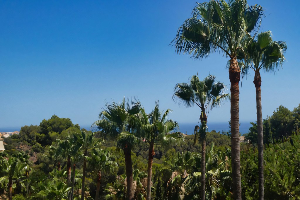 Condado de Sierra Blanca Marbella (17)