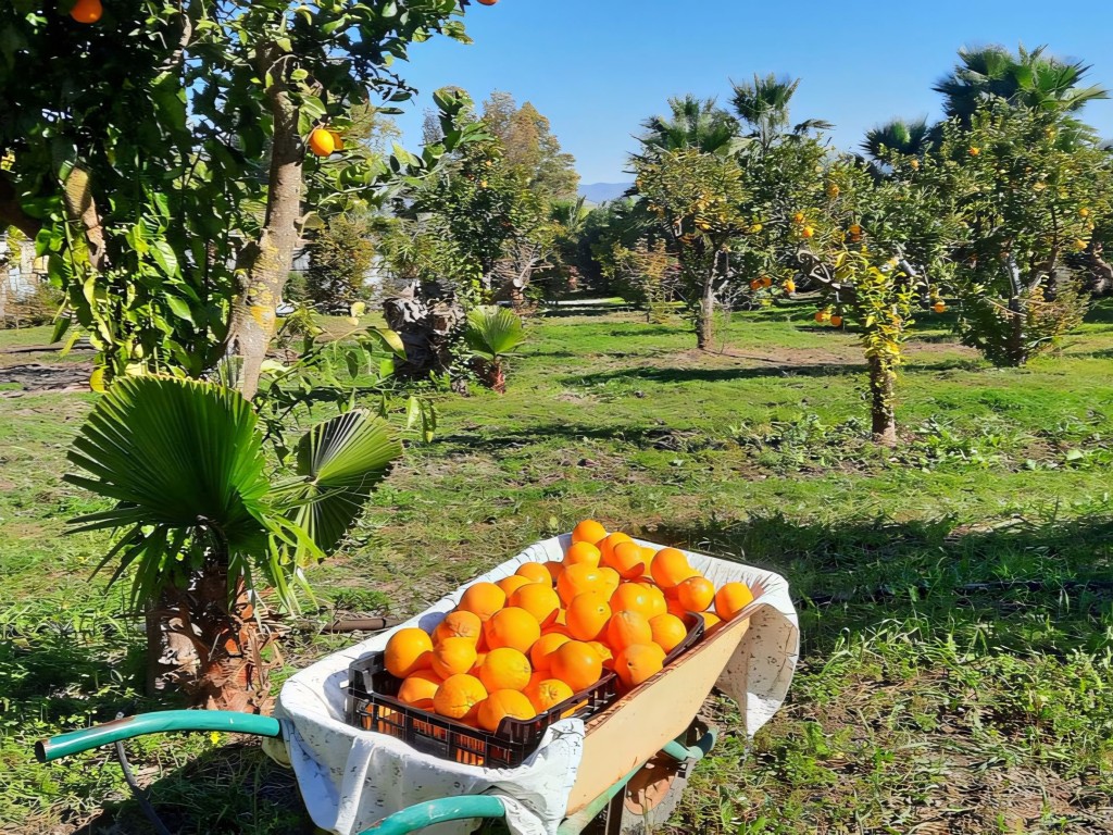 Alhaurin de La Torre country house (38)