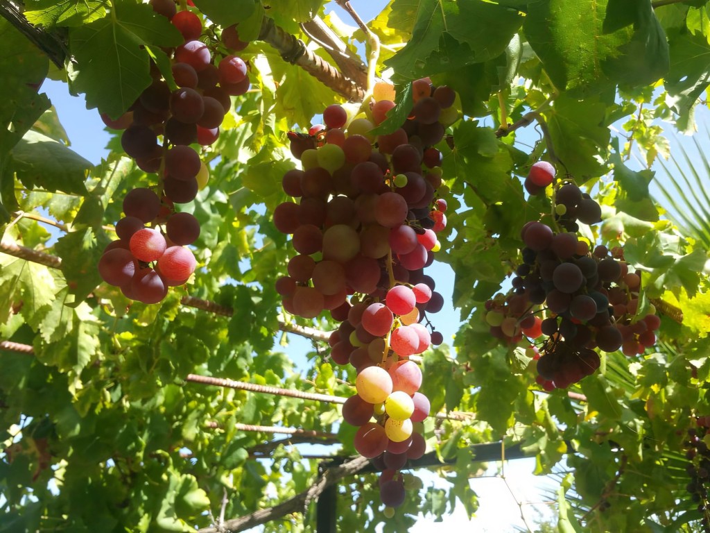 Alhaurin de La Torre country house (26)